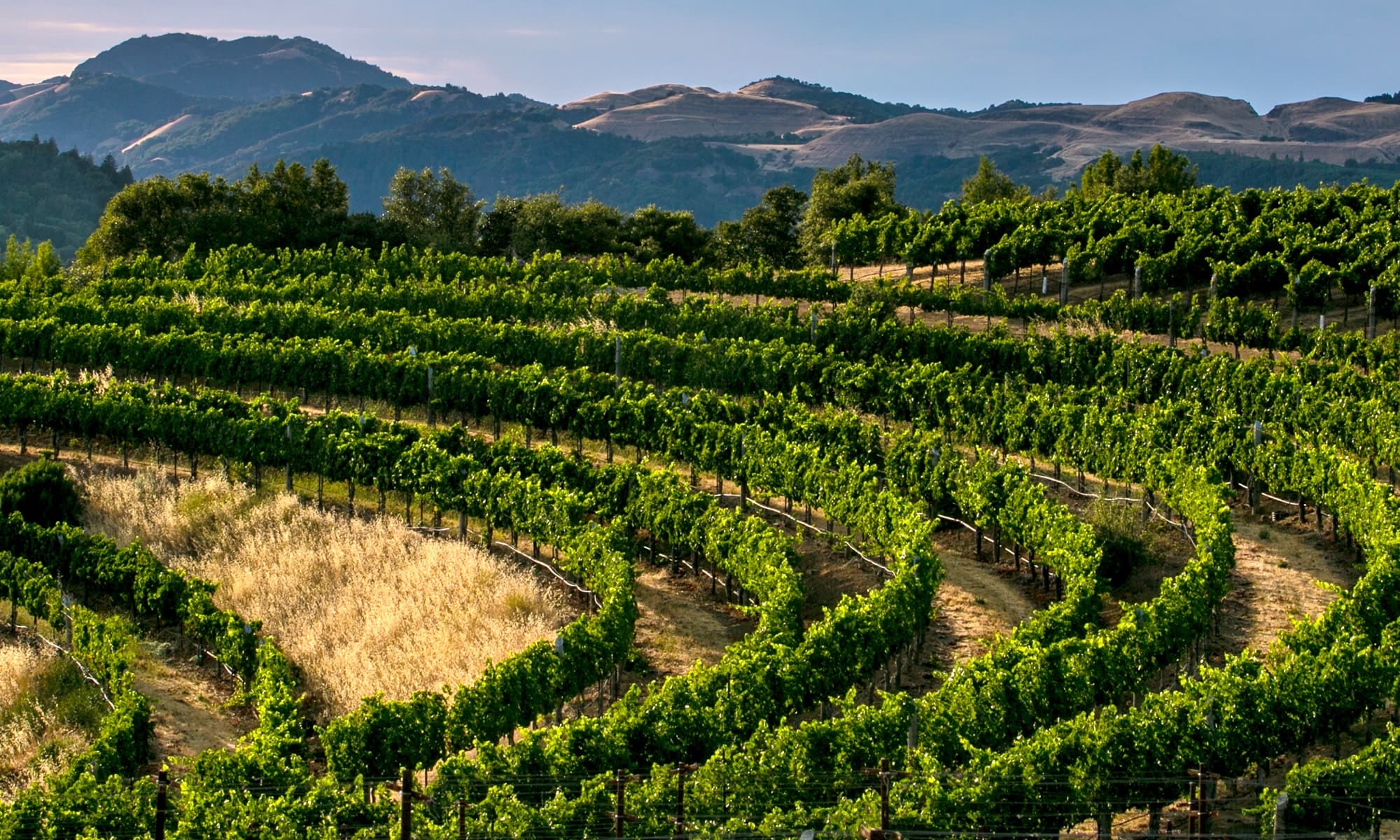 Sonoma County Vintners Foundation And Redwood Empire Food Bank Partner