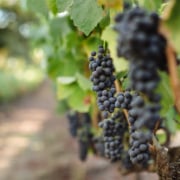 Sonoma County Vintners Grape Cluster