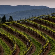 Vineyards in Sonoma County California