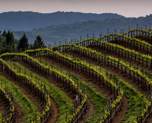 Vineyards in Sonoma County California
