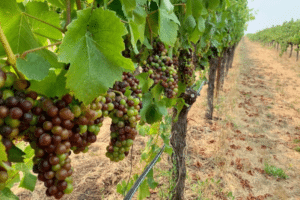 Sonoma County - la pitchoune grapes