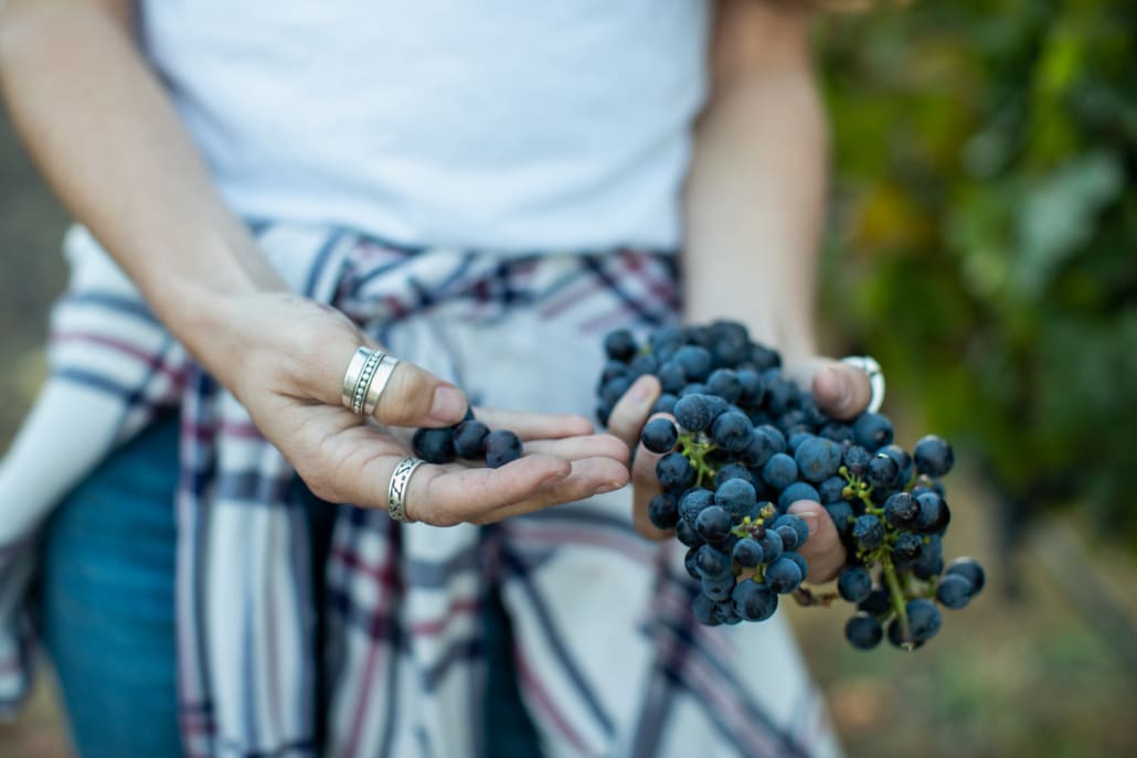 Close up of wine grapes being held by a person