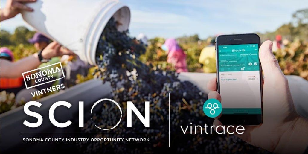 SCION vintrace logos with grapes being harvested in the background and someone holding the vintrace app on their phone