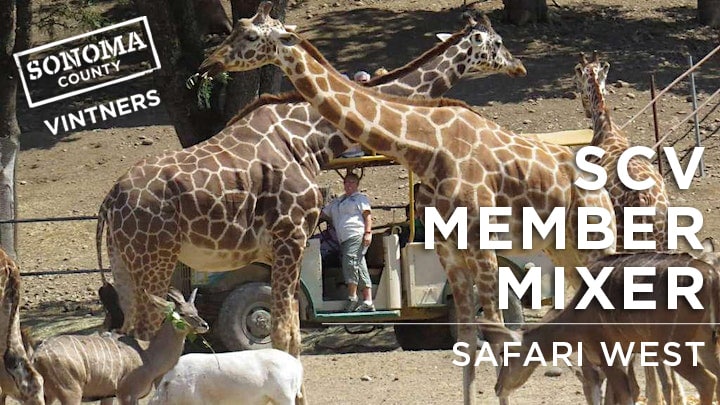Man standing in a tram surrounded by giraffes with SCV Member Mixer Safari West